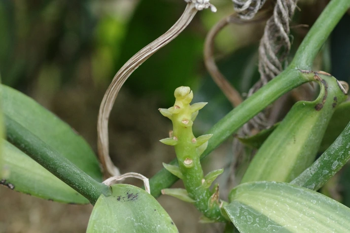 A close up of a flower on a plant